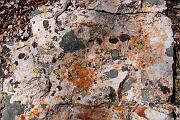 Lichen 6062